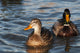 A pair of Mallards swim in the Columbia River Wall Mural