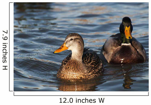A pair of Mallards swim in the Columbia River Wall Mural