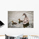 A mother mallard guards her ducklings Wall Mural