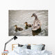 A mother mallard guards her ducklings Wall Mural