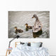 A mother mallard guards her ducklings Wall Mural