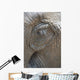 Elephant eye Wall Mural