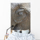 Elephant eye Wall Mural