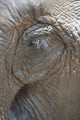 Elephant eye Wall Mural