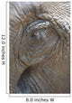 Elephant eye Wall Mural