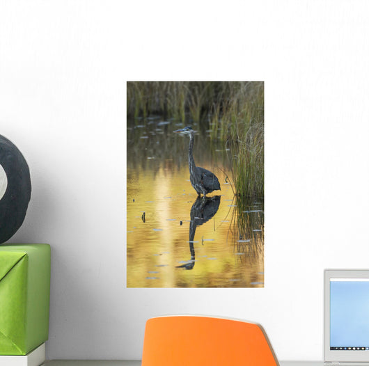 Great Blue Heron fishing in Costello Creek, Algonquin Park Wall Mural