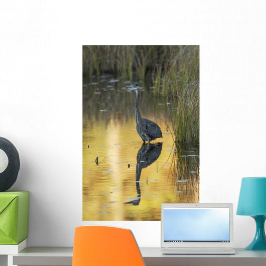 Great Blue Heron fishing in Costello Creek, Algonquin Park Wall Mural