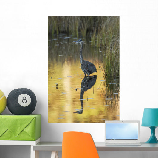 Great Blue Heron fishing in Costello Creek, Algonquin Park Wall Mural