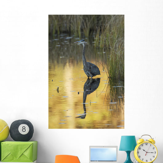 Great Blue Heron fishing in Costello Creek, Algonquin Park Wall Mural