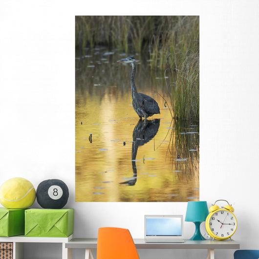 Great Blue Heron fishing in Costello Creek, Algonquin Park Wall Mural