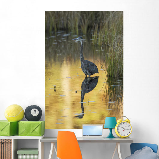 Great Blue Heron fishing in Costello Creek, Algonquin Park Wall Mural