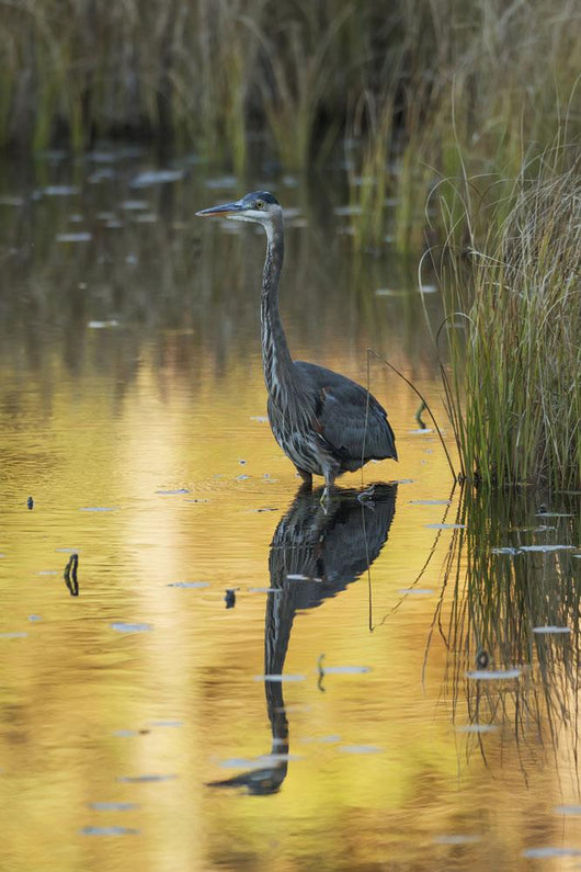 Great Blue Heron fishing in Costello Creek, Algonquin Park Wall Mural