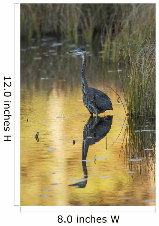 Great Blue Heron fishing in Costello Creek, Algonquin Park Wall Mural