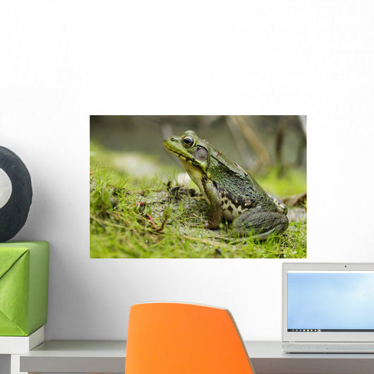 Side view of alert green frog Wall Mural