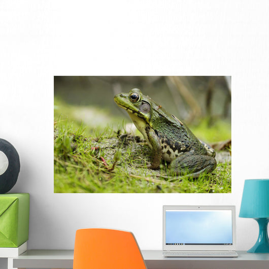 Side view of alert green frog Wall Mural