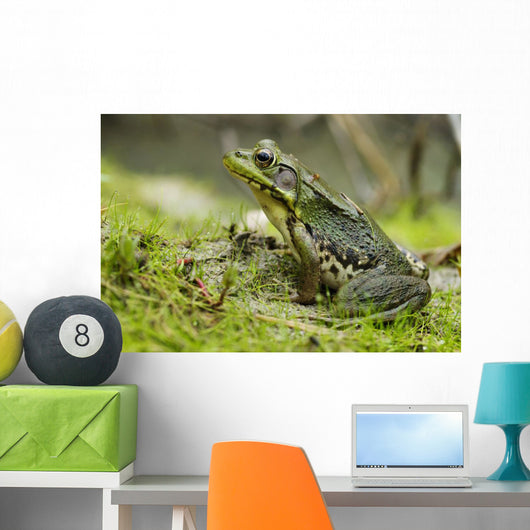 Side view of alert green frog Wall Mural