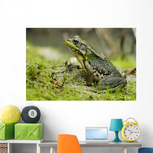 Side view of alert green frog Wall Mural