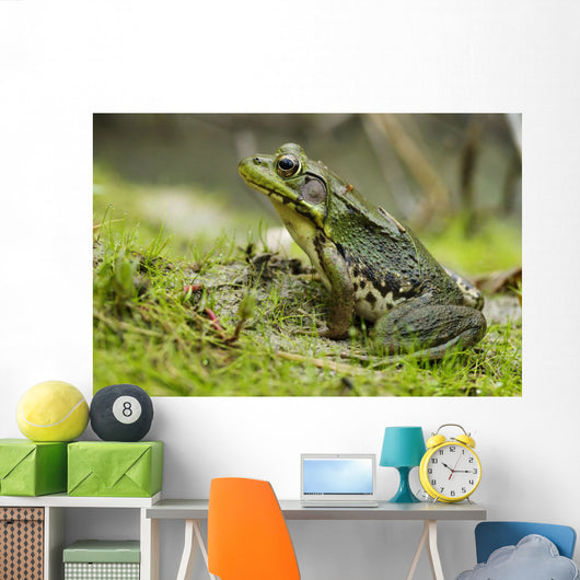 Side view of alert green frog Wall Mural