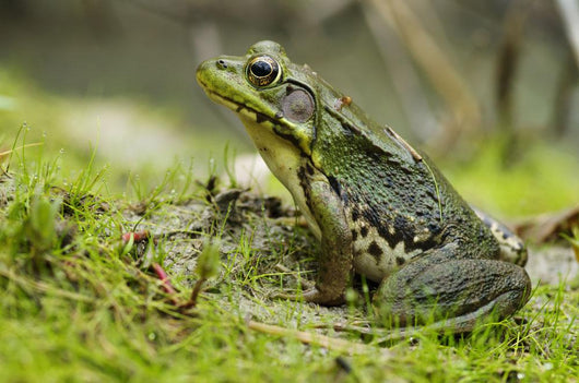 Side view of alert green frog Wall Mural