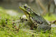 Side view of alert green frog Wall Mural