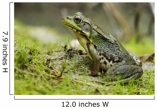 Side view of alert green frog Wall Mural
