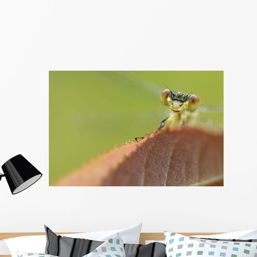Damselfly perched on a leaf Wall Mural