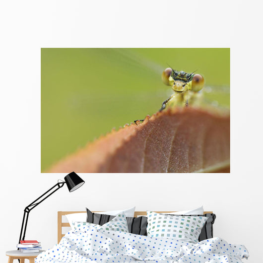 Damselfly perched on a leaf Wall Mural