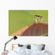 Damselfly perched on a leaf Wall Mural