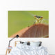 Damselfly perched on a leaf Wall Mural