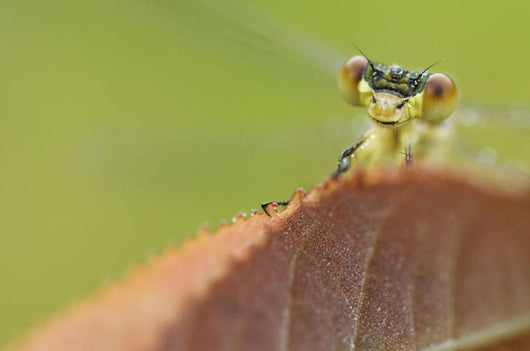 Damselfly perched on a leaf Wall Mural