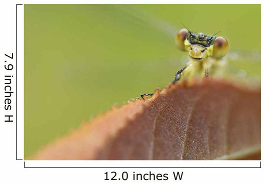 Damselfly perched on a leaf Wall Mural
