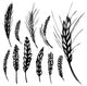 Rye Wheat Wall Decal