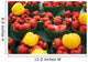 Green plastic baskets with organic red and yellow bell peppers Wall Mural