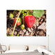 Strawberries on a plant Wall Mural