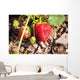 Strawberries on a plant Wall Mural