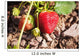 Strawberries on a plant Wall Mural