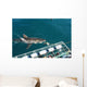 requin blanc Wall Mural