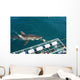 requin blanc Wall Mural