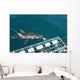 requin blanc Wall Mural