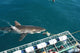 requin blanc Wall Mural