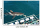 requin blanc Wall Mural