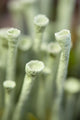 Macro view of lichen in the tundra on the Denali highway in fall Wall Mural