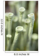 Macro view of lichen in the tundra on the Denali highway in fall Wall Mural