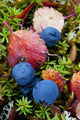 Close up of blueberries amongst fall tundra plants and leaves Wall Mural