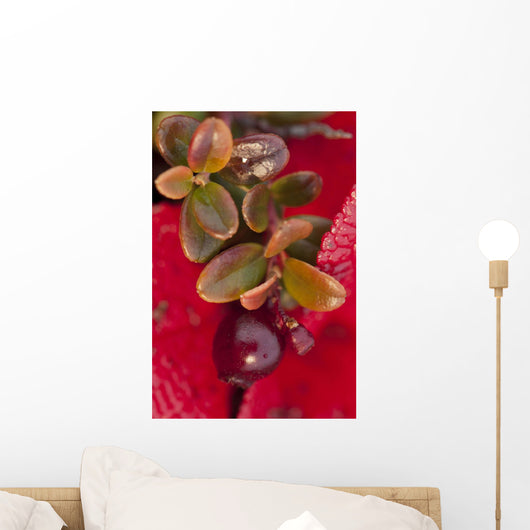 Macro of cranberries and deep red-orange leaves in the background Wall Mural
