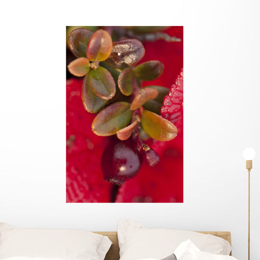 Macro of cranberries and deep red-orange leaves in the background Wall Mural