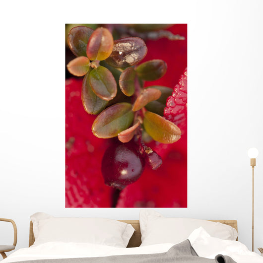 Macro of cranberries and deep red-orange leaves in the background Wall Mural