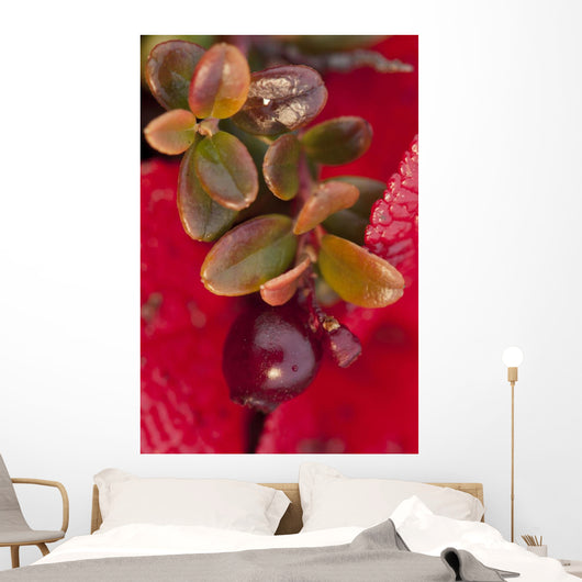 Macro of cranberries and deep red-orange leaves in the background Wall Mural