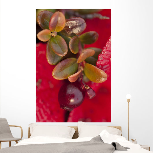 Macro of cranberries and deep red-orange leaves in the background Wall Mural