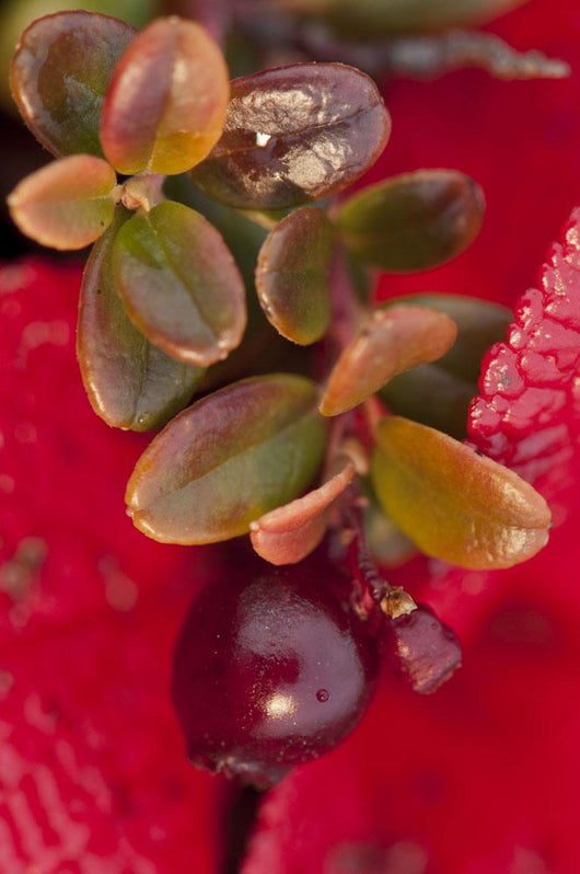 Macro of cranberries and deep red-orange leaves in the background Wall Mural